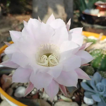 La Buldrina Suite-home * Castel San Pietro Terme