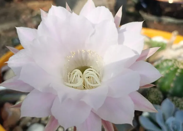 La Buldrina Suite-home * קסטל סן פייטרו טרמה